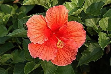 RTX4090运行《地平线：零之曙光》8K画面展示